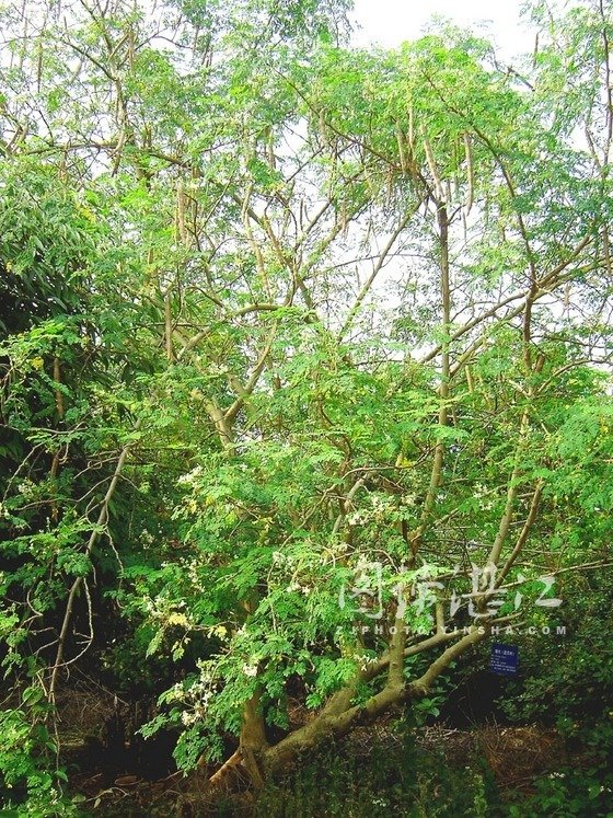 辣木树(拉丁学名:moringa tree oleifera lamarch,英