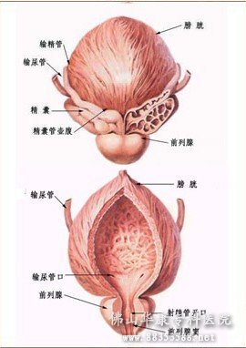 急性膀胱炎的症状 360搜索